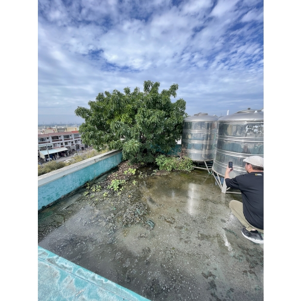 拆除樹木/新增排水孔/重新上防水