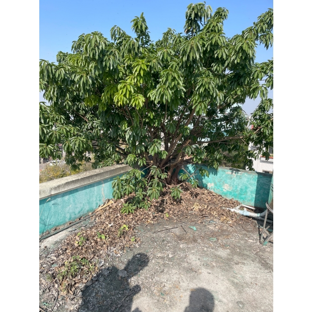 拆除樹木/新增排水孔/重新上防水