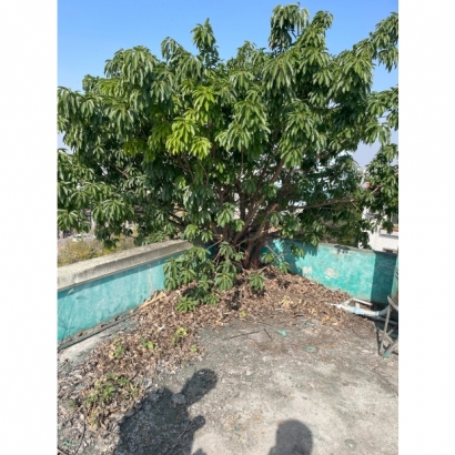 拆除樹木/新增排水孔/重新上防水